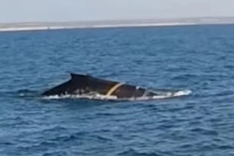 Chubut: detectan una ballena con una soga enrollada en su cuerpo