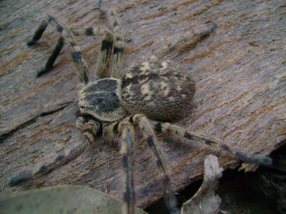 Arañas gigantes en Pinamar: qué son las 