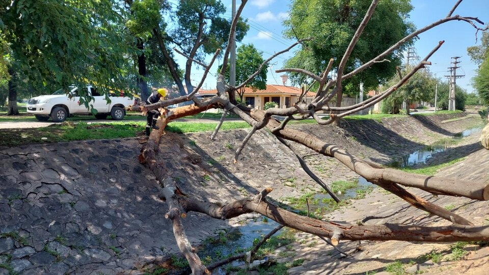 Tormenta en Salta: apagón con caída de árboles y ramas | Tambien hubo  voladuras de techos y anegamientos en viviendas | Página12