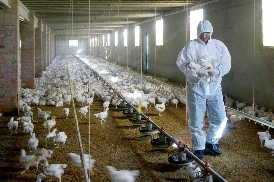 Se extiende la gripe aviar: ahora detectaron casos en Santa Fe 