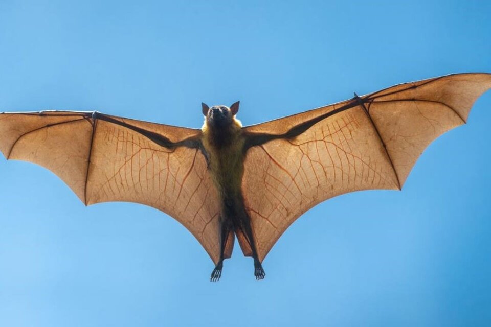 Alarma en La Plata: detectaron un murciélago con rabia y recomendaron vacunar a perros y gatos