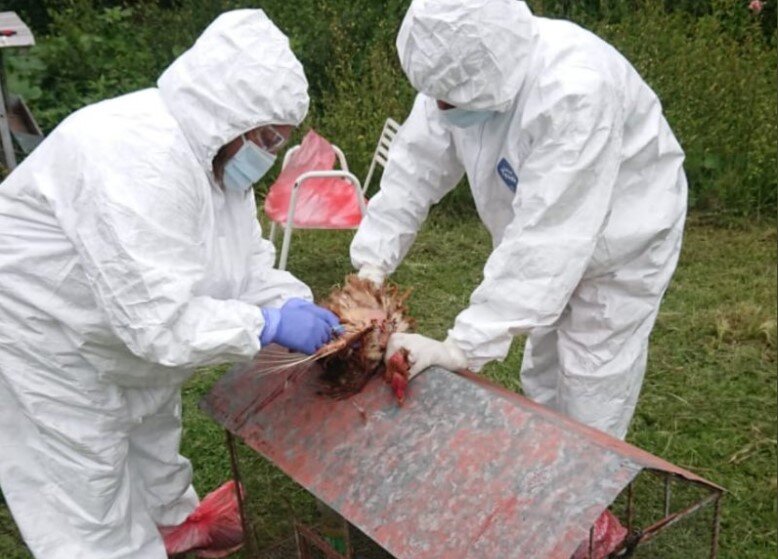 Gripe aviar: detectan un nuevo caso en Córdoba y ya son 12 en todo el país