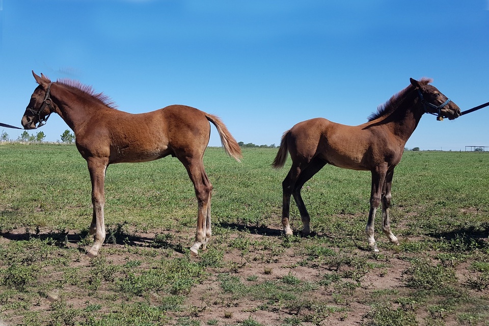 Clonaron un caballo y salió yegua