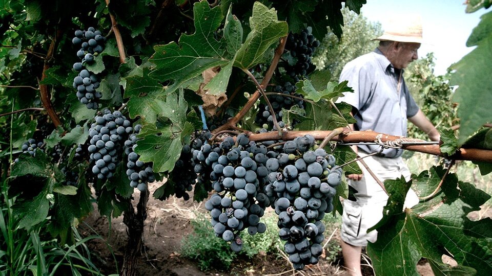 Preparan ayuda para el sector vitivinícola