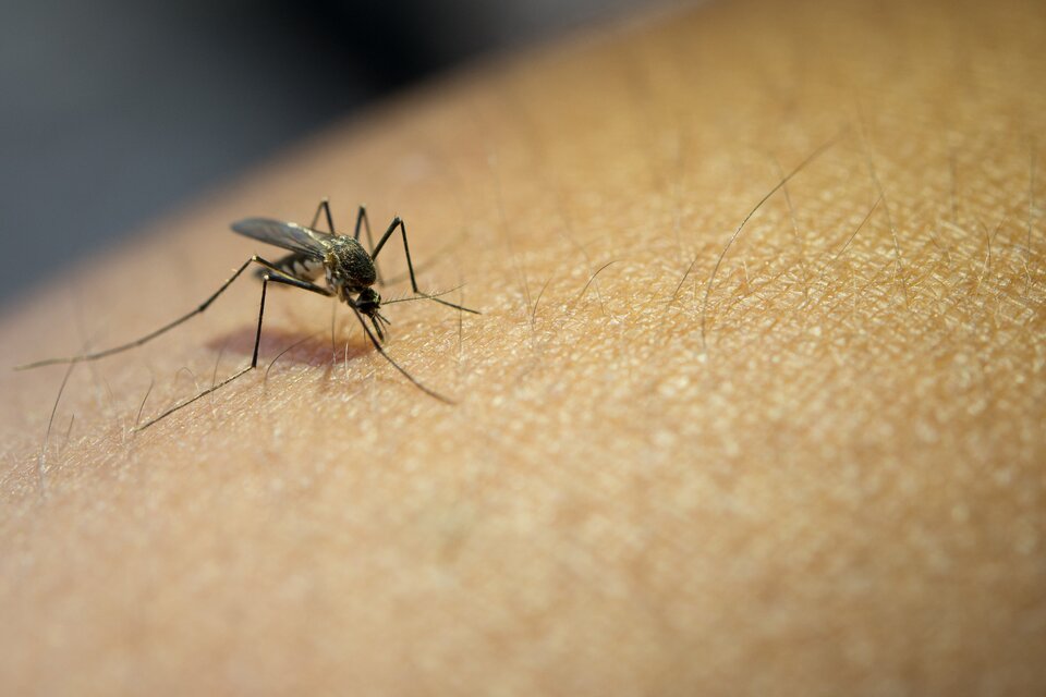 Dengue: el Ministerio de Salud confirmó 8.000 nuevos casos en el país  