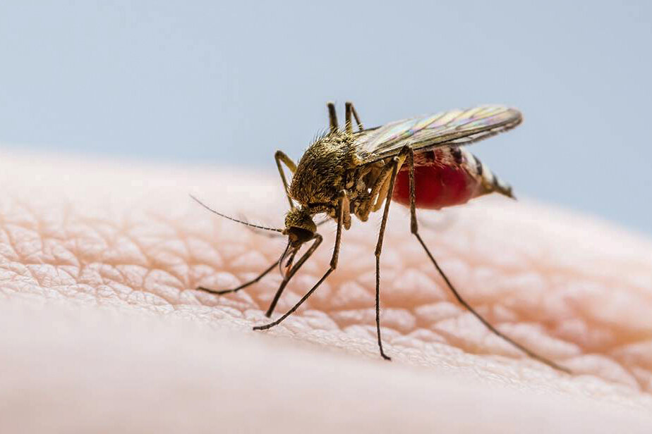 200 casos de dengue y 70 de chikungunya