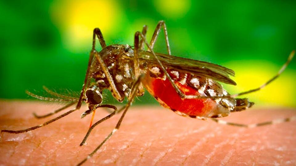 La Provincia advierte sobre el crecimiento en los casos de dengue y chikungunya