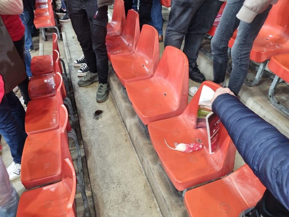 Bélgica: una hinchada de fútbol arrojó ratas muertas a la tribuna del rival