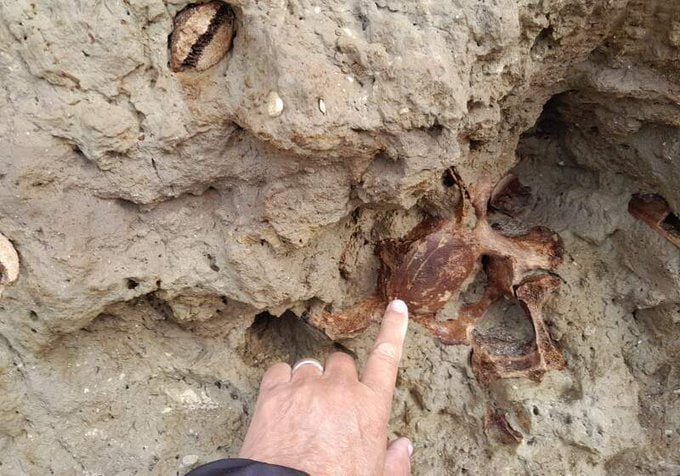 Encuentran en Mar Chiquita restos fósiles de un ejemplar de megaterio