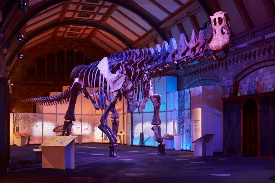 Exhiben en Londres una réplica de un dinosaurio hallado en Chubut 