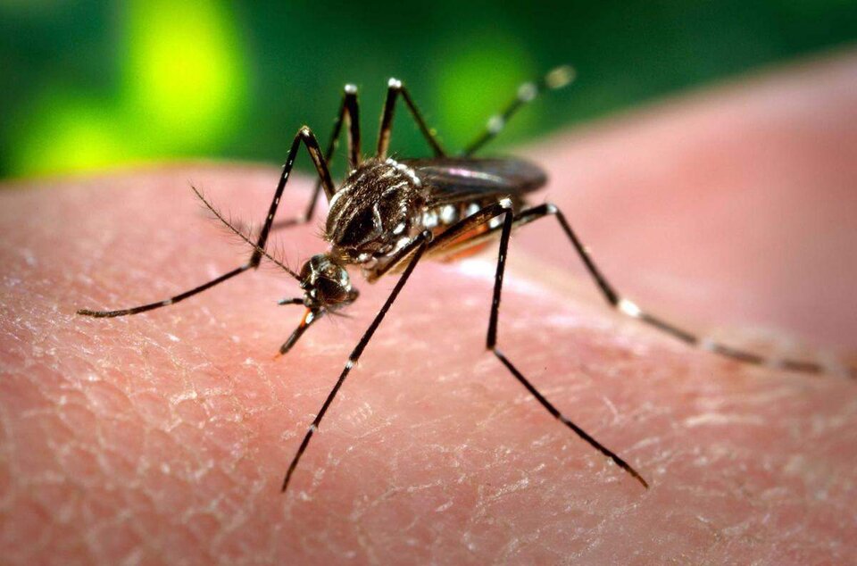 Dengue: investigadores desarrollan un método natural para combatirlo
