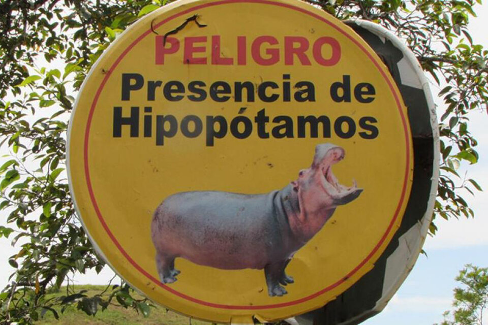 Hipopótamos descontrolados, el legado de Pablo Escolar que tiene a maltraer a Colombia