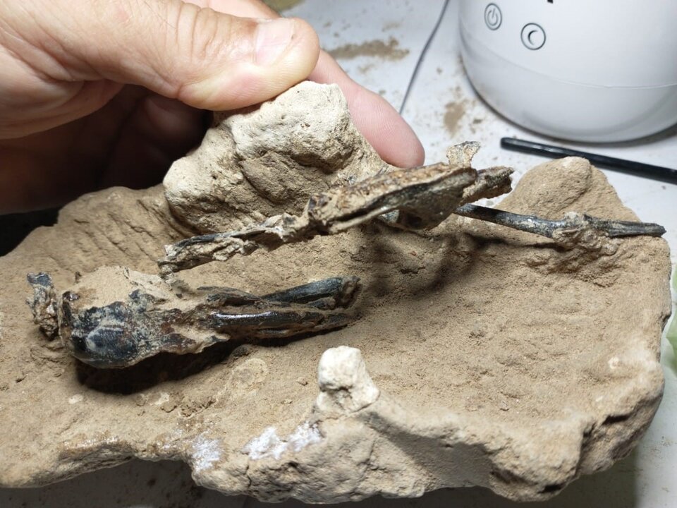 Hallan en San Pedro los restos fósiles de un  pájaro carpintero que vivió hace 200 mil años
