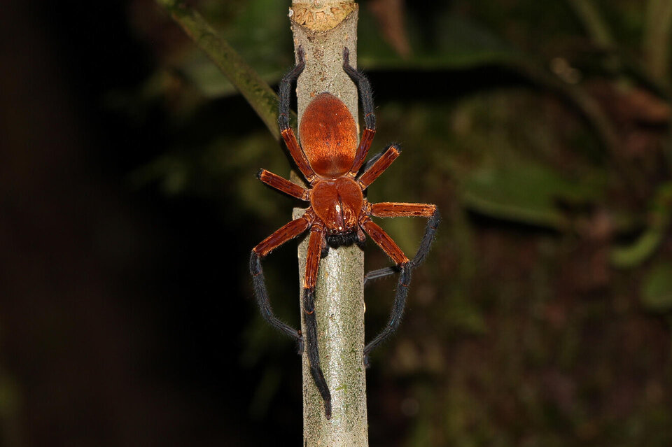 Observan una araña cangrejo gigante en la Amazonía ecuatoriana