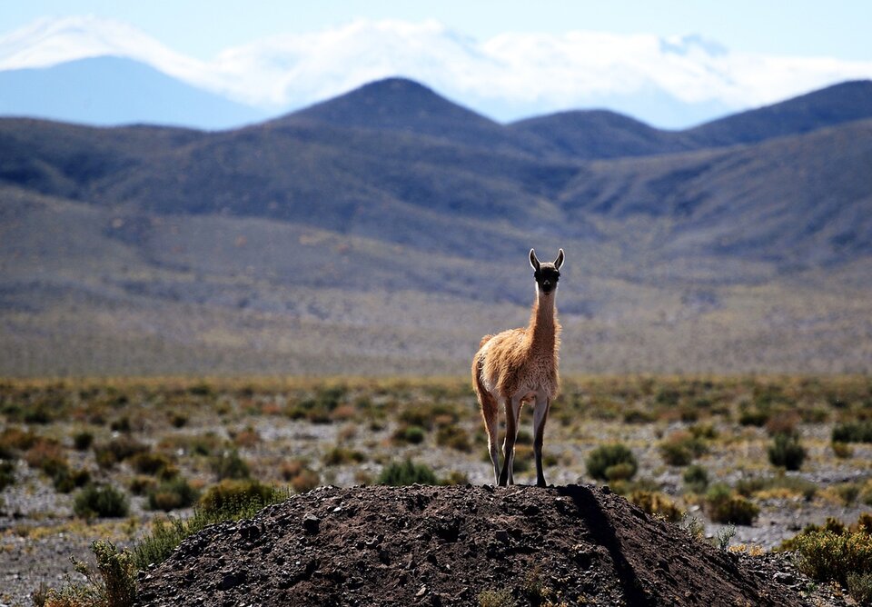 Denuncian una matanza de vicuñas en Cuzco