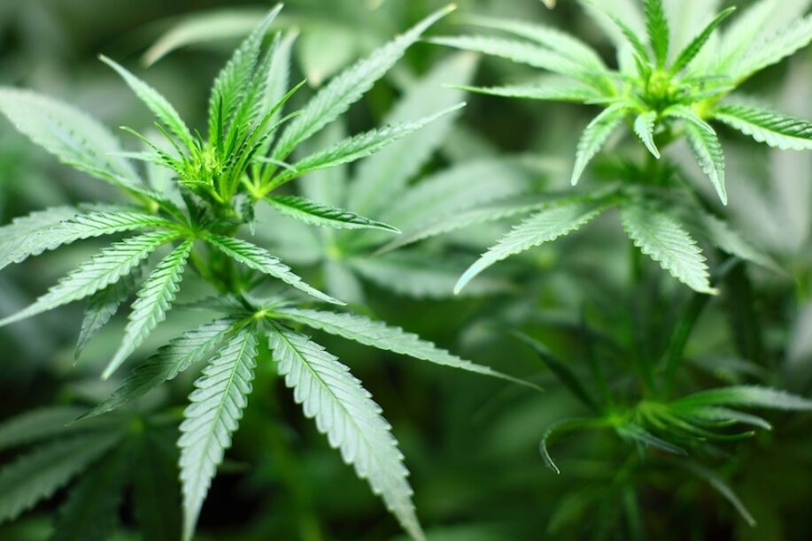 Alemania avanza hacia la legalización del cannabis para uso recreativo 