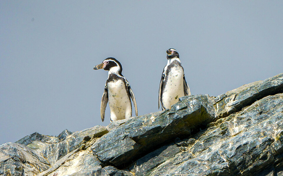 Al rescate del pingüino de Humboldt