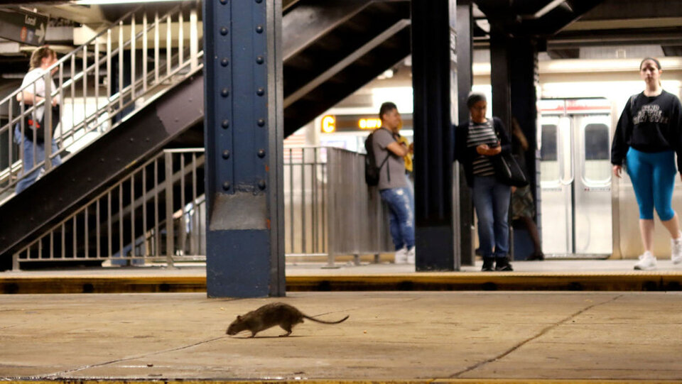 Los impactantes videos de invasión de ratas en Nueva York
