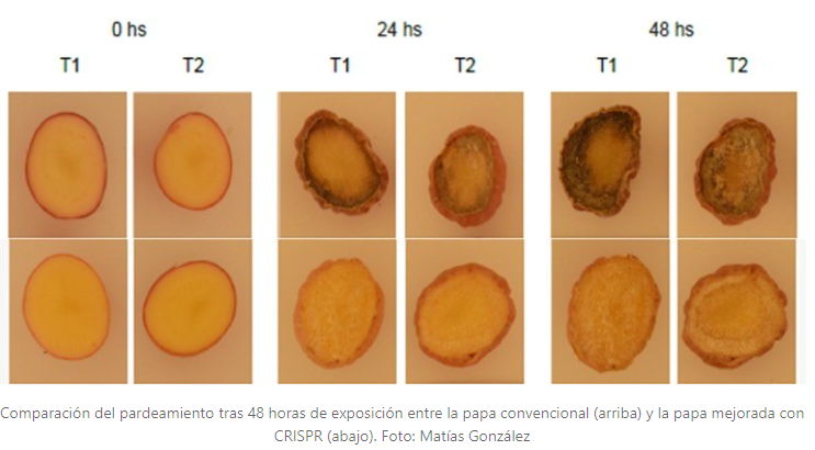 experimento INTA con papas, papas modificadas genéticamente no se oxidan ni ponen marrones