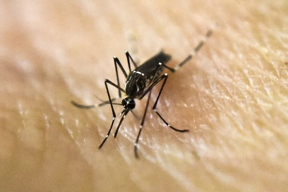 Una mujer de 36 años murió por dengue