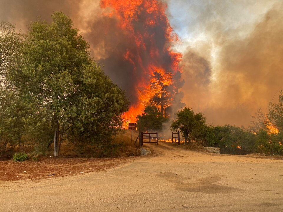 Chile declaró el estado de excepción por los incendios forestales, que ya  causaron al menos 19 muertes | El fuego arrasó 43.000 hectáreas | Página|12