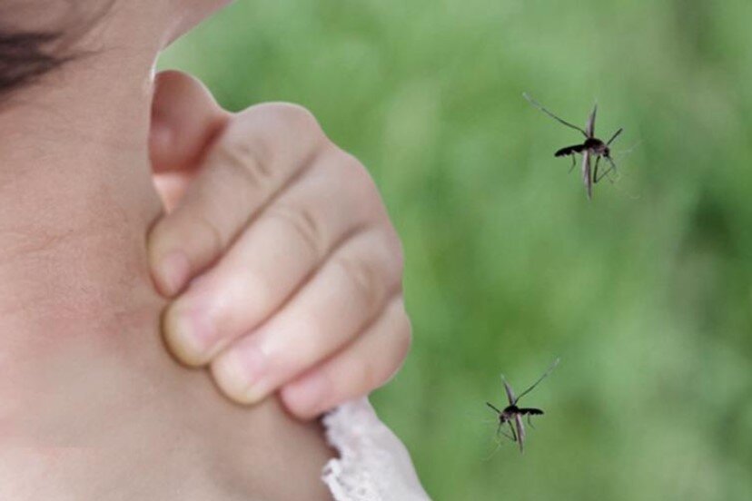 Invasión de mosquitos en Buenos Aires: por qué hay tantos y cómo protegerse