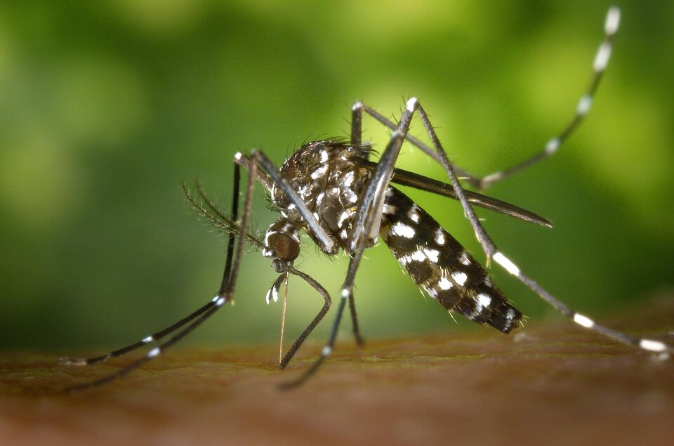 Se registraron más de 7.800 casos positivos de dengue en provincia de Buenos Aires
