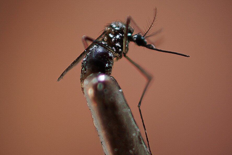 La epidemia de dengue 