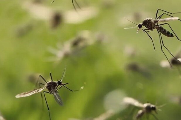 Luego de la lluvia: 5 recomendaciones para la prevención del dengue