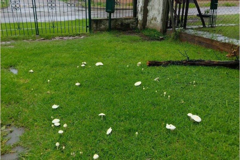 Luego de la lluvia, los hongos