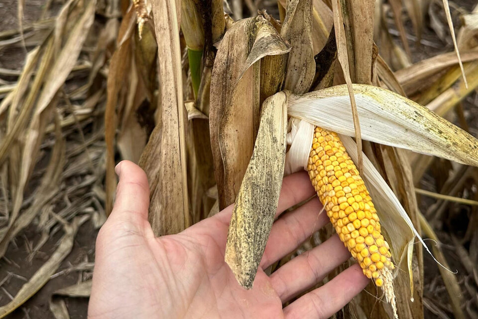 El Estado, un actor clave para proteger la cosecha de maíz
