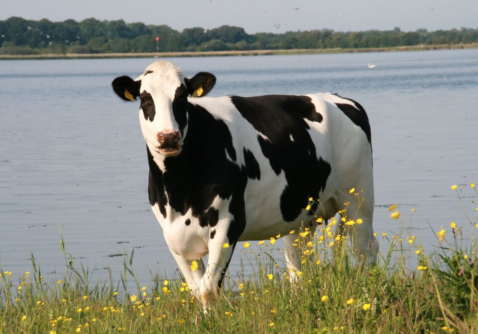 Dinamarca busca cobrar un impuesto al sector agro por gases de efecto invernadero que emitan vacas, ovejas y cerdos