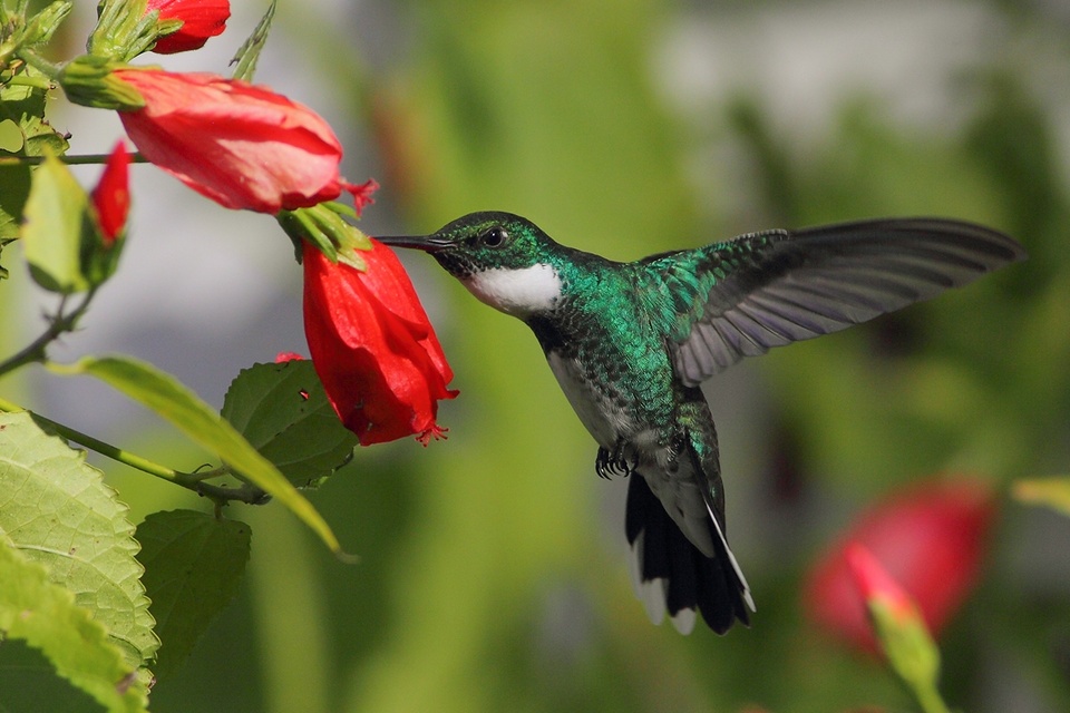 Un manto de caracoles y un colibrí