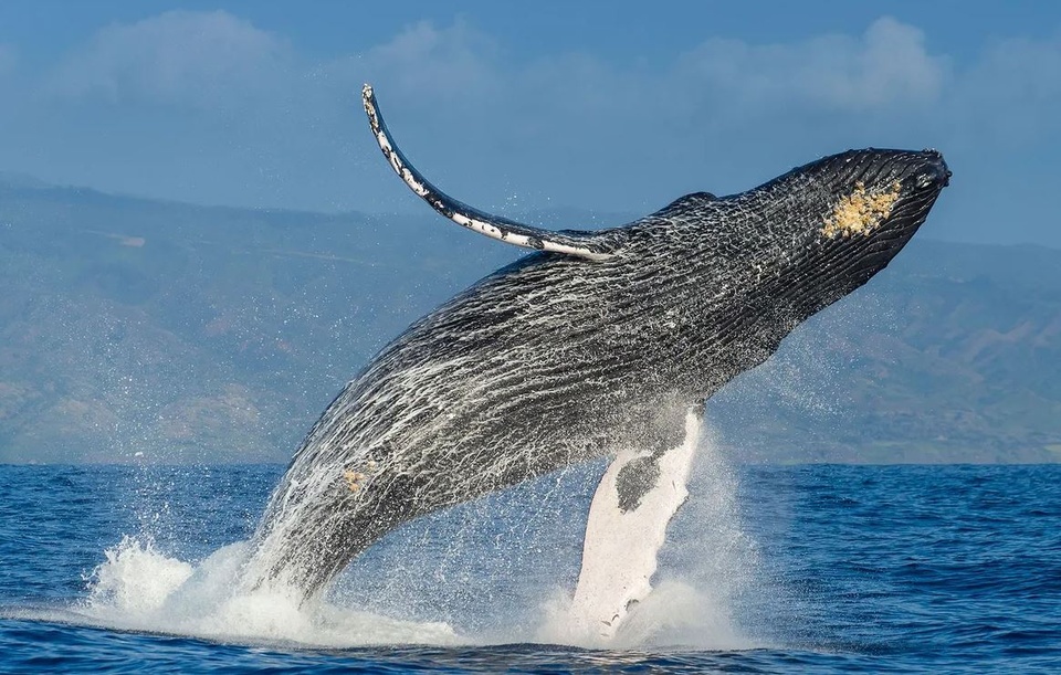 ¿Una ballena jorobada puede tragar a una persona? 