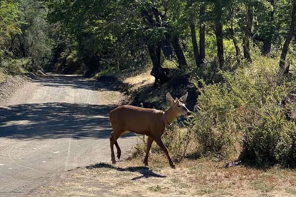 Se registró un huemul en el Parque Nacional Lanin