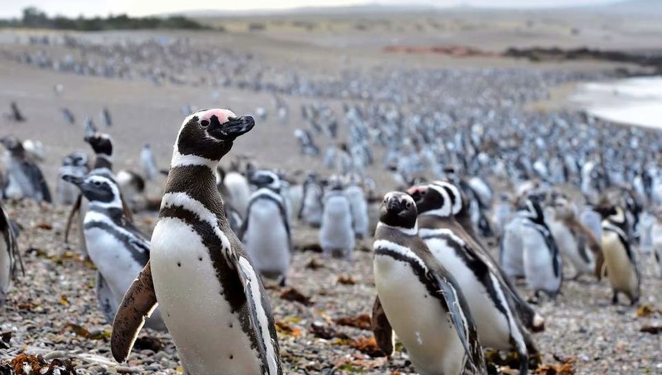 El Poder Judicial vuelve a discutir la masacre de pingüinos en Punta Tombo