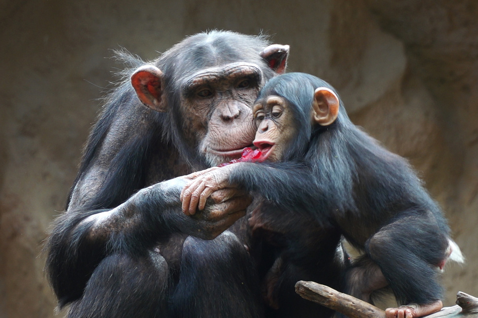 Los chimpancés crean vínculos que aseguran el éxito de la crianza y el bienestar 