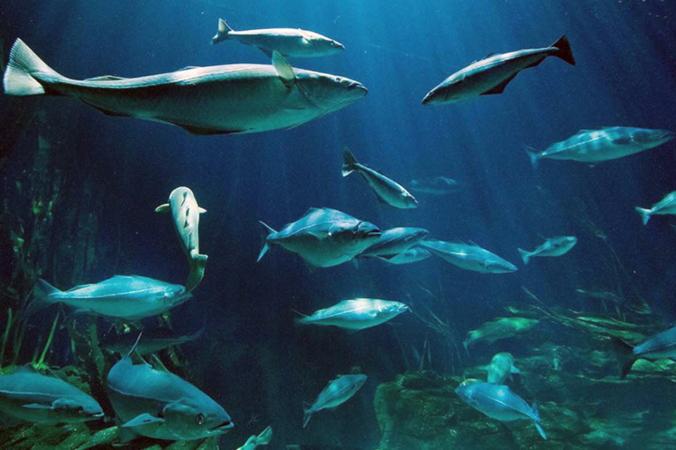 Un estudio explica por qué las ballenas y otros animales marinos viven muchos años 
