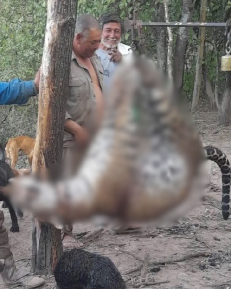 Histórico: prisión a cazadores que carnearon a un yaguareté en Formosa