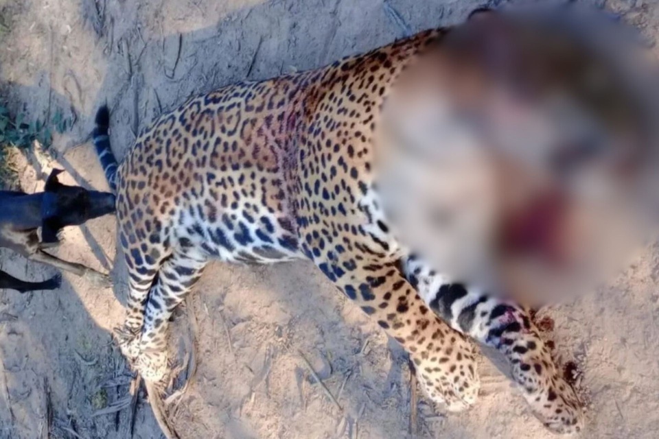 Histórico: prisión a cazadores que carnearon a un yaguareté en Formosa - Image 2
