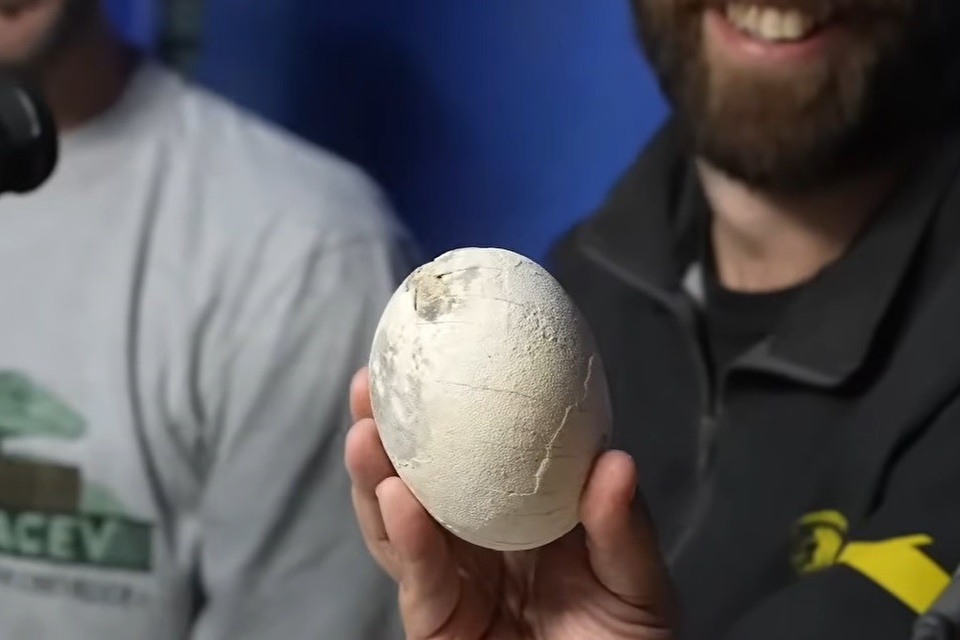 Argentinski znanstveniki odkrili gnezdo jajc mesojedega dinozavra v Río Negro