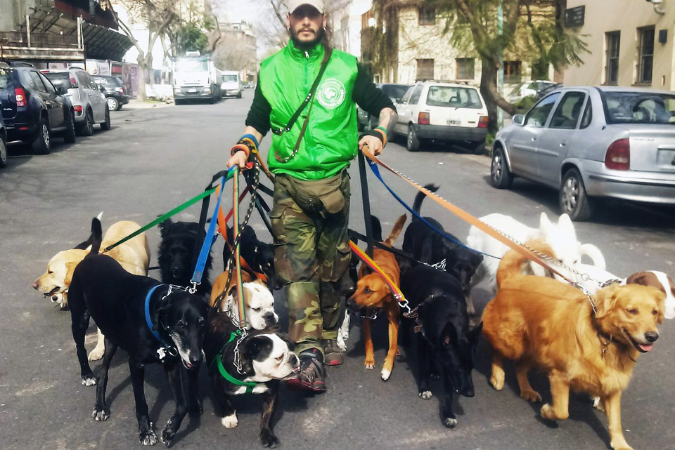 Trabajadores caninos insisten para que se trate la ley que regule sus derechos