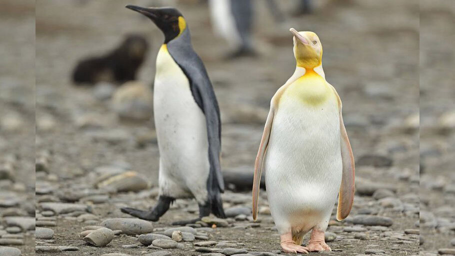 Capturan por primera vez una foto de un pingüino amarillo