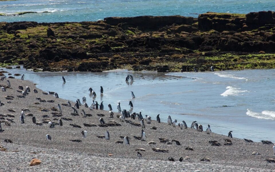 El fascinante mundo de los pingüinos de Magallanes