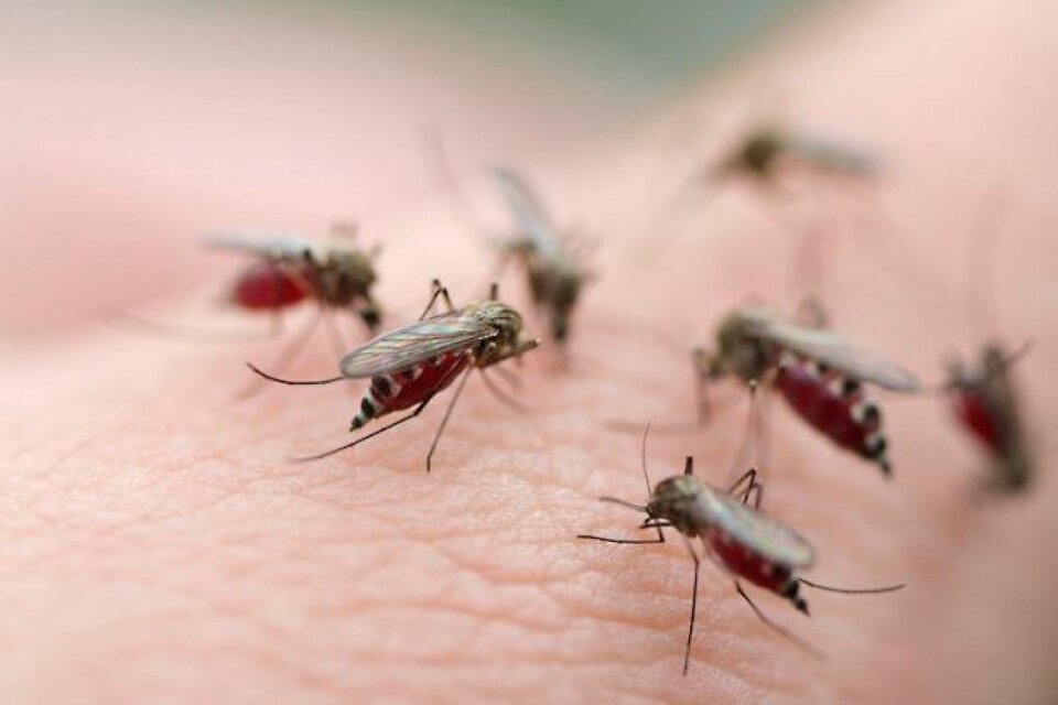 Invasión de mosquitos: faltan repelentes y hay fuertes aumentos
